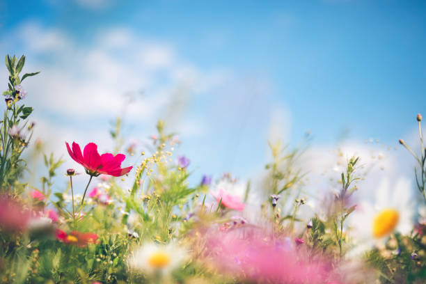 istockphoto 1126841725 612x612 1