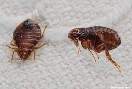 خودداری بیمارستان طالقانی از پذیرش زندان اوین به دلیل شیوع ساس2