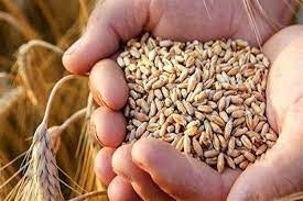 تعلل در پرداخت مطالبات گندمکاران ضربه‌ای به کشاورزی و امنیت غذایی3