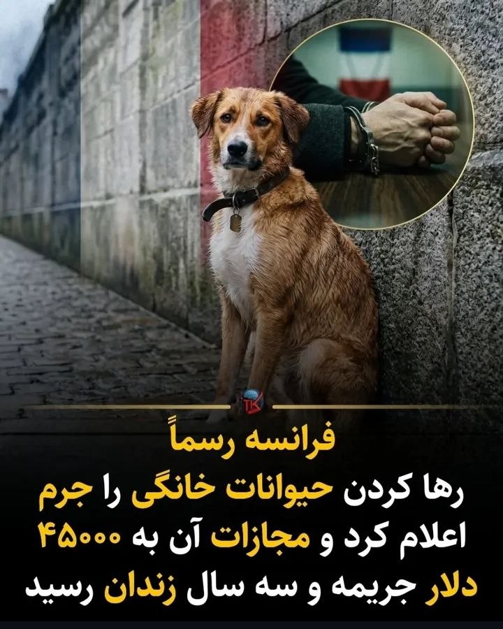 اعلام جرم علیه رها کردن حیوانات خانگی در فرانسه