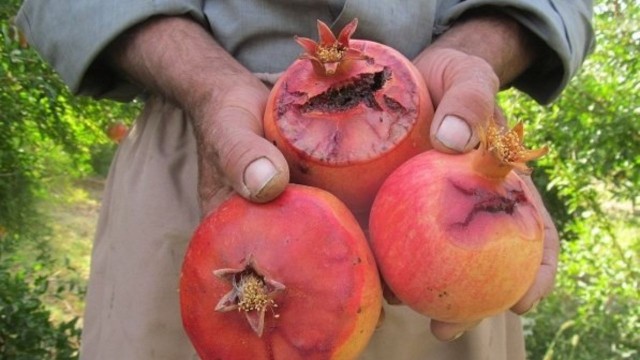 اقدام اعتراضی باغداران کوهدشتی با تخلیه محصول انار خود در محوطه