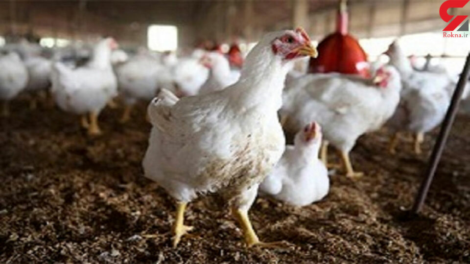 هشدار درباره آلودگی انگلی گوشت مرغ در ایران3