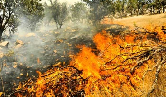 تداوم آتشسوزی در جنگل‌های مریوان