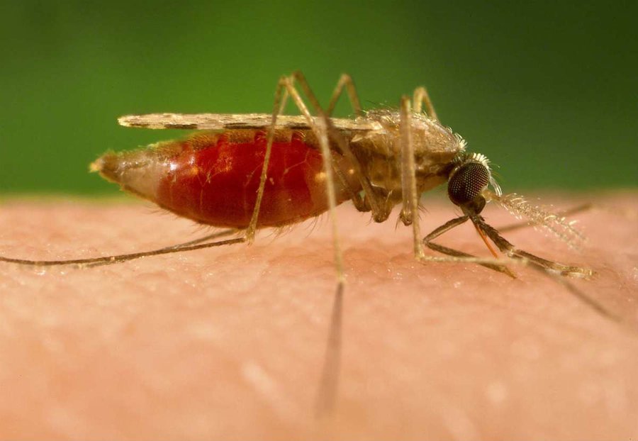 ابتلای دهها نفر در استان کرمان به مالاریا