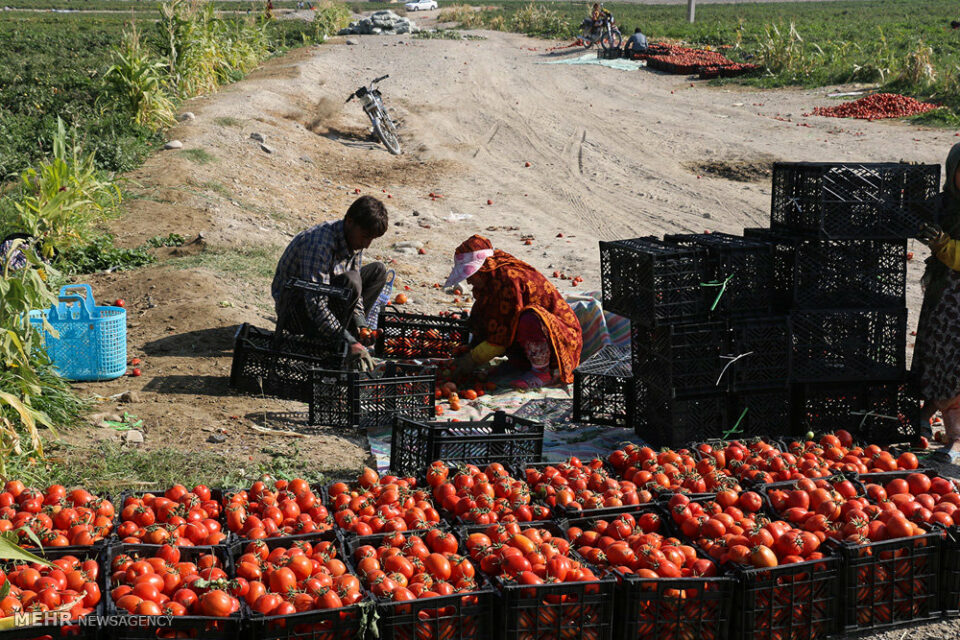 نارضایتی کشاورزان گوجه کار شهرستان پارسیان4