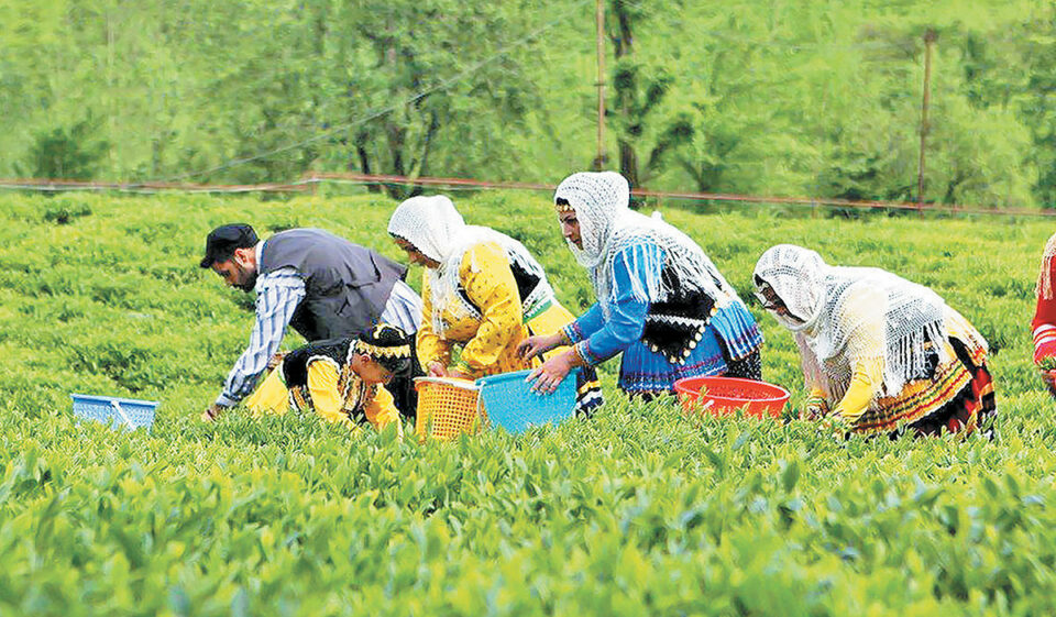 اعتراض چای کاران گیلان به مبادله نفت در برابر چای1