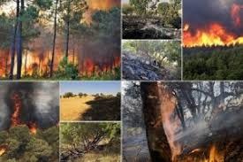 وقوع آتش‌سوزی های گسترده در جنگل‌های دالاهو