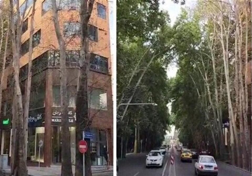 خشکاندن و قلع‌ و قمع درختان خیابان ولیعصر توسط نهادهای حکومتی2