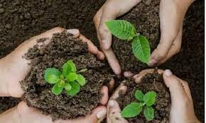 کاشت 500 نهال ون در روستای ماراب شهرسنان کامیاران در اعتراض به معدن3