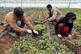 عدم پرداخت معوقات کارگران مجتمع کشاورزی کشت و صنعت باغبانی گتوند