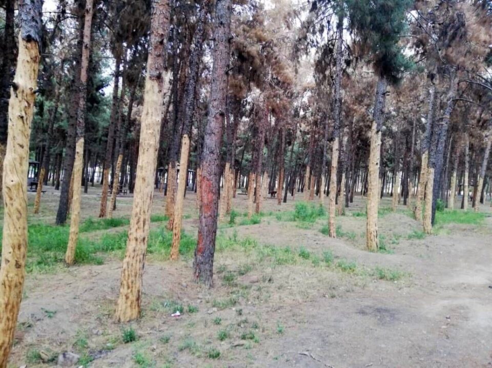 نابودی عمدی جنگل سرخه‌حصار توسط حاکمیت 2 1