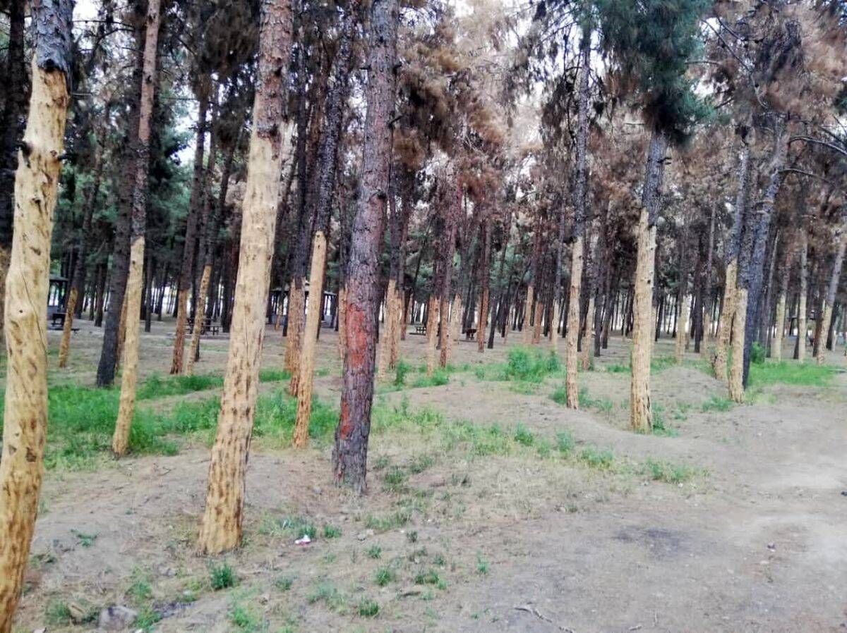 نابودی عمدی جنگل سرخه‌حصار توسط حاکمیت