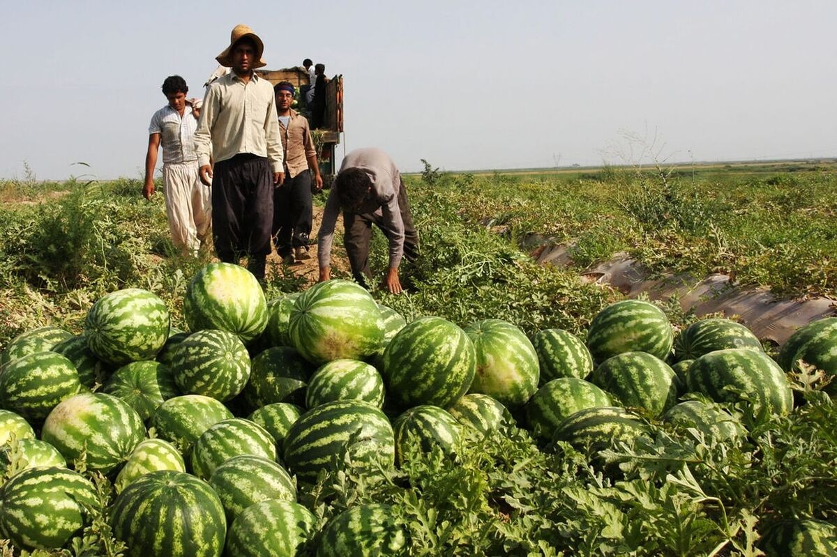 ممانعت از برداشت محصولات کشاورزی توسط ماموران رژیم در خوزستان