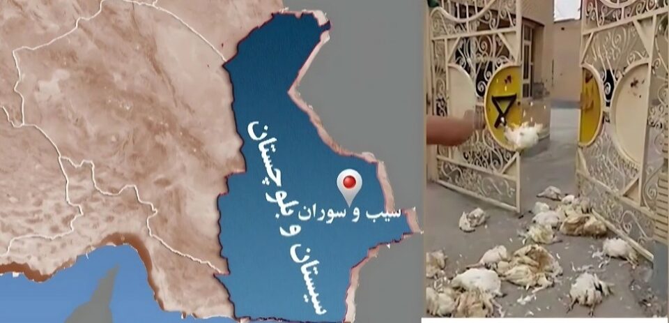 اقدام اعتراضی یک مرغدار در سیب و سوران1