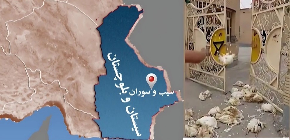 اقدام اعتراضی یک مرغدار در سیب و سوران